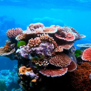 Great Barrier Reef, Australia